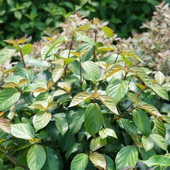 Viburnum 'NCVX1' PP28095