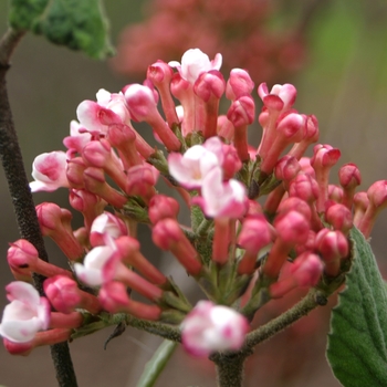 Viburnum carlesii 'Spice Girl®'