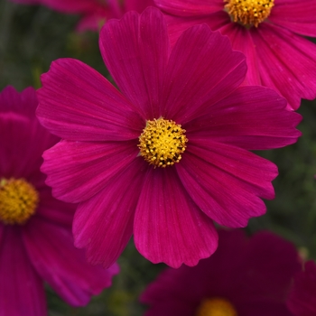 Cosmos bipinnatus 'Carmine' 