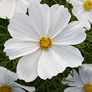 Cosmos bipinnatus 'White' 