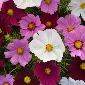 Cosmos bipinnatus 'Mix' 