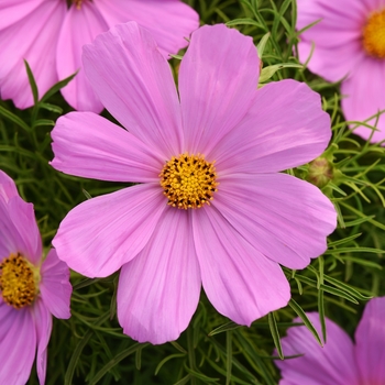 Cosmos bipinnatus 'Pink' 