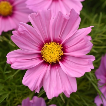 Cosmos bipinnatus 'Pink Blush' 