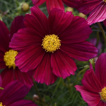 Cosmos bipinnatus Sonata™ 'Purple Shade'