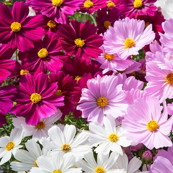 Cosmos bipinnatus Apollo™ Mix