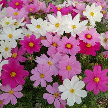 Cosmos bipinnatus 'Cutesy Mix' 