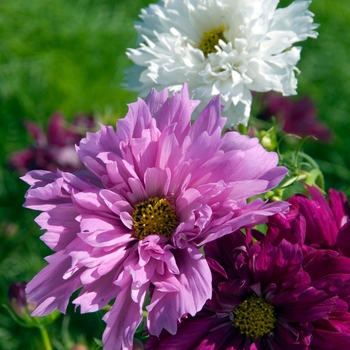 Cosmos bipinnatus 'Double Click Mix' 