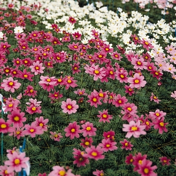 Cosmos bipinnatus 'Versilles Mix'