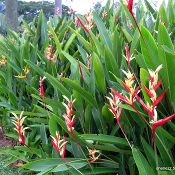 thumbnail image 2 of Heliconia Stricta 'Slash And Burn' Live Tropical Rhizome – Exotic Yellow Flowering Plant 2 of 6