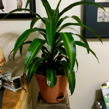 Dracaena deremensis 'Hawaiian Sunshine' 