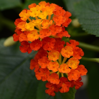 Lantana camara Landmark™ 'Red'