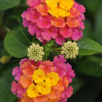 Lantana camara 'Sunrise Rose' 