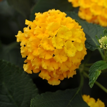 Lantana camara 'Yellow' 