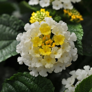 Lantana camara 'Lemon Cream' 