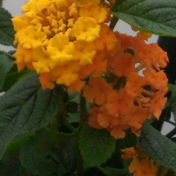 Lantana camara Little Lucky™ Orange