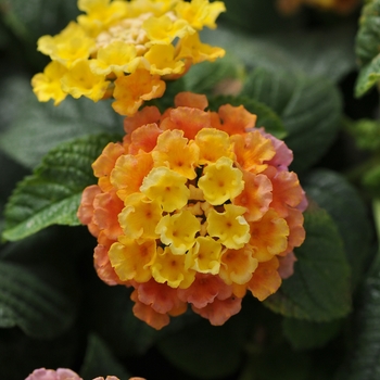 Lantana camara 'Peach Glow' 