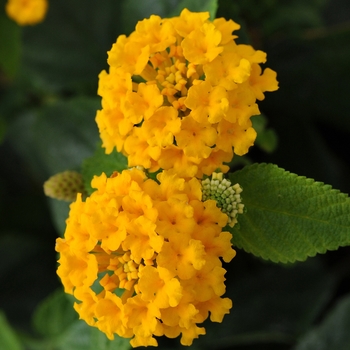 Lantana camara Little Lucky™ 'Pot of Gold'