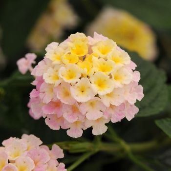 Lantana camara 'Lavender' 