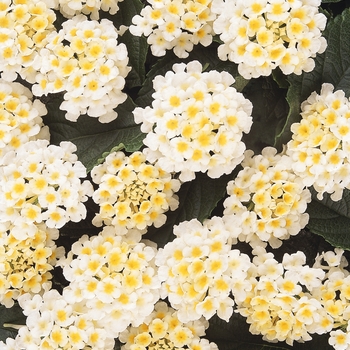 Lantana camara 'White' 