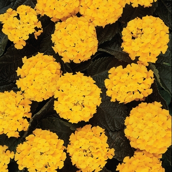 Lantana camara Lucky™ 'Yellow'