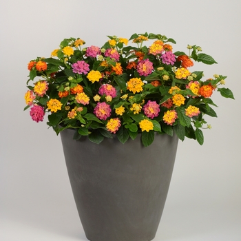 Lantana camara 'Lucky Charm' 