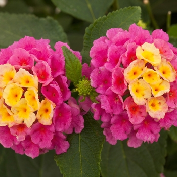 Lantana camara 'Pink' 