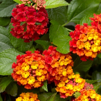 Lantana camara 'Red Imp' 