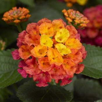 Lantana camara 'Rose' 