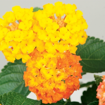 Lantana camara Bandito™ 'Orange Sunrise'