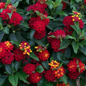 Lantana camara Bandito™ 'Red'