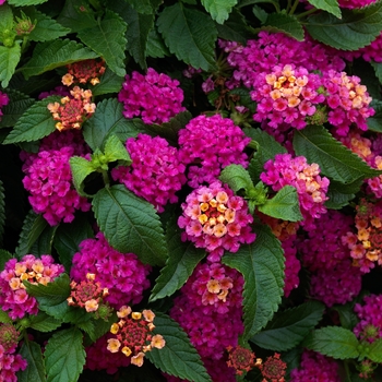 Lantana camara 'Rose' 