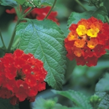 Lantana camara 'Dallas Red'