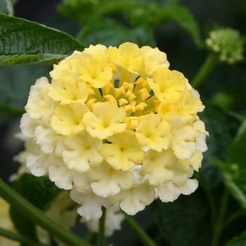 Lantana camara 'Citrus' 