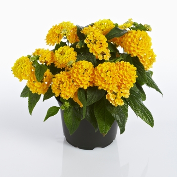 Lantana camara 'Compact Yellow' 