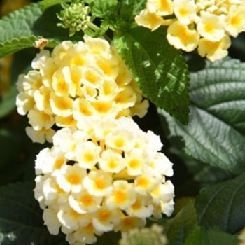 Lantana camara 'Lemon' 