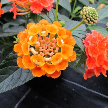 Lantana camara Evita 'Orange'