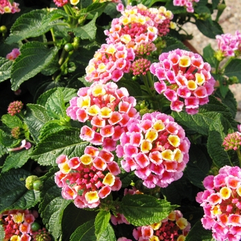 Lantana camara Evita 'Pink'