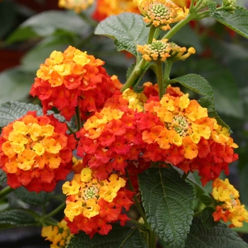 Lantana camara 'Red' 