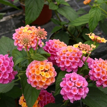 Lantana camara 'Rose' 