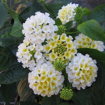 Lantana camara 'White' 