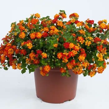 Lantana camara 'Red Orange' 