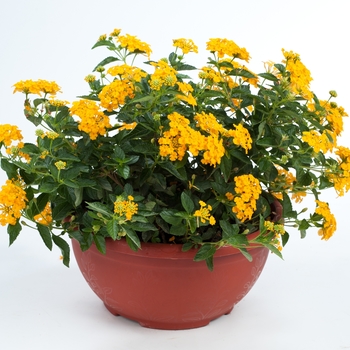 Lantana camara 'Gold' 