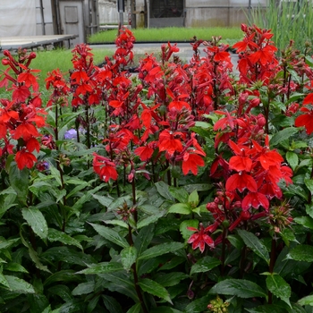 Lobelia x speciosa