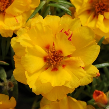 Portulaca grandiflora 'Banana' 