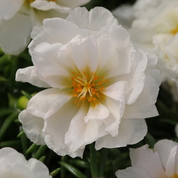 Portulaca grandiflora 'Coconut' 