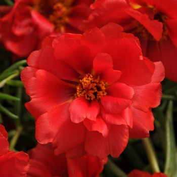 Portulaca grandiflora 'Deep Red' 