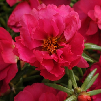 Portulaca grandiflora 'Fuchsia' 