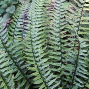 Polystichum xiphophyllum