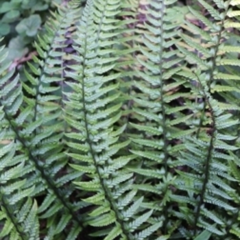 Polystichum xiphophyllum