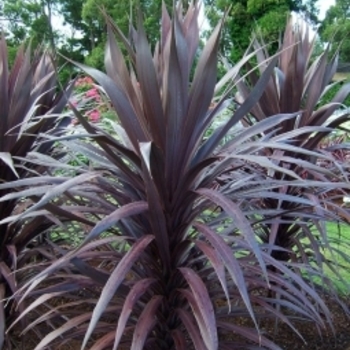 Cordyline australis 'Je101' PP18545